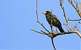 White-fronted Nunbirdborder=